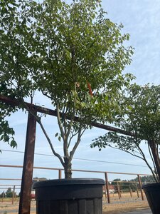 Cornus controversa 200-250 cm cont. 160L meerstammig - afbeelding 5