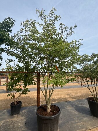 Cornus controversa 200-250 cm cont. 160L meerstammig - afbeelding 6