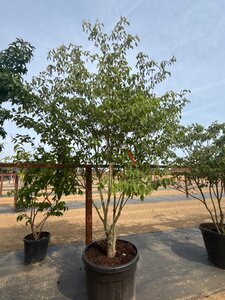 Cornus controversa 200-250 cm cont. 160L meerstammig - afbeelding 6