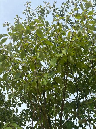 Cornus controversa 200-250 cm cont. 160L meerstammig - afbeelding 1