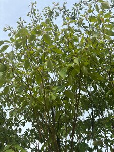 Cornus controversa 200-250 cm cont. 160L meerstammig