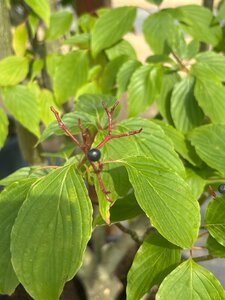 Cornus controversa 200-250 cm cont. 160L meerstammig - afbeelding 2