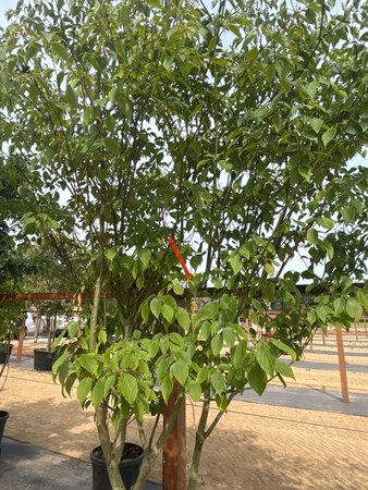 Cornus controversa 200-250 cm cont. 160L meerstammig - afbeelding 3