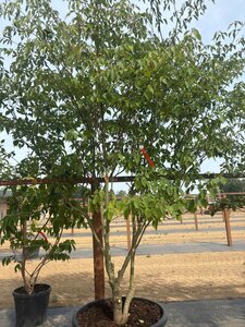 Cornus controversa 200-250 cm cont. 160L meerstammig - afbeelding 7