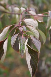Cornus controversa 60-80 cm met kluit