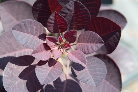 Cotinus cog. 'Royal Purple' 30-40 cm cont. 3,0L - afbeelding 6