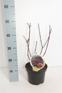 Cotinus cog. 'Royal Purple' 30-40 cm cont. 3,0L - afbeelding 3