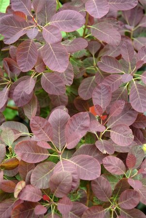 Cotinus cog. 'Royal Purple' 30-40 cm cont. 3,0L - afbeelding 1