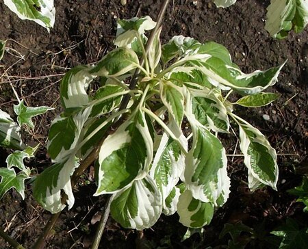 Cornus controversa 'Variegata' 100-125 cm met kluit - afbeelding 1