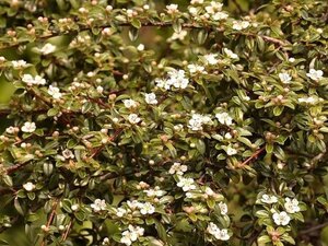 Cotoneaster dammeri 25-30 cm cont. 2,0L