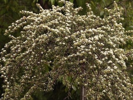 Cotoneaster dammeri 25-30 cm cont. 2,0L - afbeelding 3