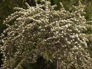 Cotoneaster dammeri 25-30 cm cont. 2,0L - afbeelding 3