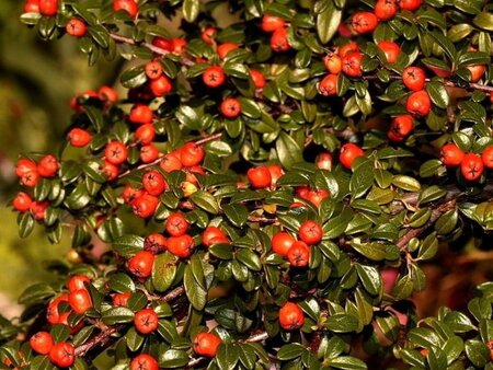 Cotoneaster dammeri 25-30 cm cont. 2,0L - afbeelding 4