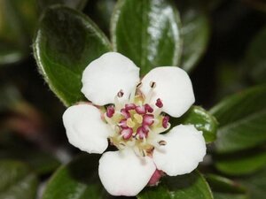Cotoneaster dammeri 30-40 cm cont. 2,0L - afbeelding 2
