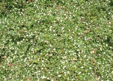 Cotoneaster dam. 'Major' 30-40 cm cont. 2,0L