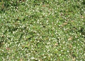 Cotoneaster dam. 'Major' 30-40 cm cont. 2,0L
