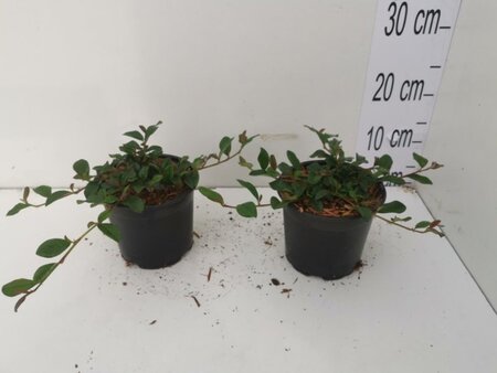 Cotoneaster dam. 'Major' geen maat specificatie cont. 1L - afbeelding 2