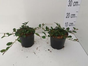Cotoneaster dam. 'Major' geen maat specificatie cont. 1L - afbeelding 2