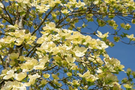 Cornus 'Eddie's White Wonder' 100-125 cm met kluit - afbeelding 8