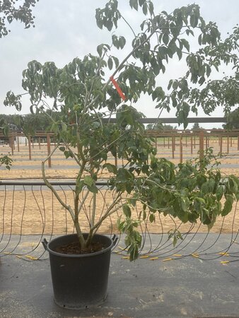 Cornus 'Eddie's White Wonder' 175-200 cm cont. 65L meerstammig - afbeelding 1