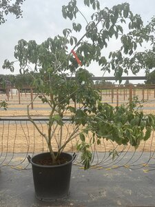 Cornus 'Eddie's White Wonder' 175-200 cm cont. 65L meerstammig