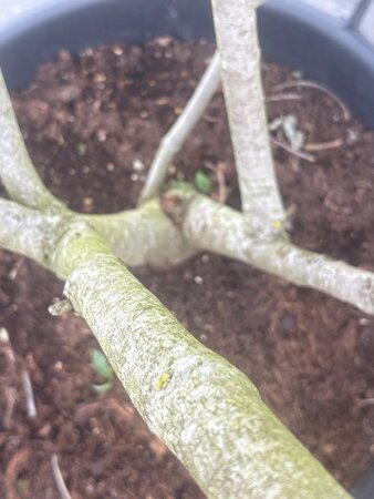 Cornus 'Eddie's White Wonder' 175-200 cm cont. 65L meerstammig - afbeelding 6