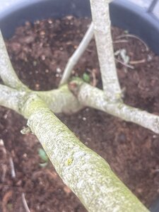 Cornus 'Eddie's White Wonder' 175-200 cm cont. 65L meerstammig - afbeelding 6