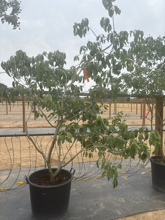 Cornus 'Eddie's White Wonder' 175-200 cm cont. 65L meerstammig - afbeelding 7
