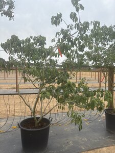 Cornus 'Eddie's White Wonder' 175-200 cm cont. 65L meerstammig - afbeelding 7