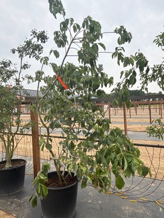 Cornus 'Eddie's White Wonder' 175-200 cm cont. 65L meerstammig - afbeelding 3