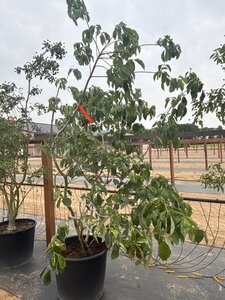 Cornus 'Eddie's White Wonder' 175-200 cm cont. 65L meerstammig - afbeelding 3