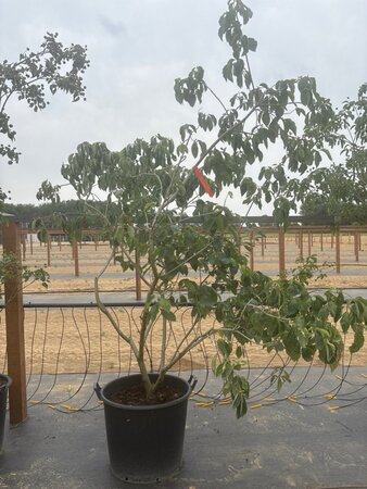 Cornus 'Eddie's White Wonder' 175-200 cm cont. 65L meerstammig - afbeelding 8