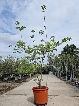 Cornus 'Eddie's White Wonder' 200-250 cm container meerstammig