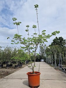 Cornus 'Eddie's White Wonder' 200-250 cm container meerstammig