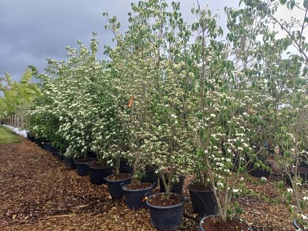 Cornus 'Eddie's White Wonder' 200-250 cm container meerstammig - afbeelding 2