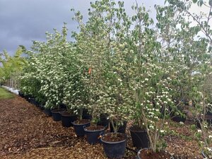 Cornus 'Eddie's White Wonder' 200-250 cm container meerstammig - afbeelding 2