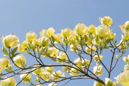 Cornus 'Eddie's White Wonder' 60-80 cm met kluit - afbeelding 7