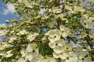 Cornus 'Eddie's White Wonder' 80-100 cm met kluit - afbeelding 3