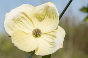 Cornus 'Eddie's White Wonder' 80-100 cm met kluit - afbeelding 4