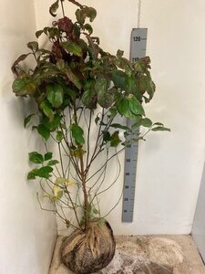Cornus florida 125-150 cm met kluit