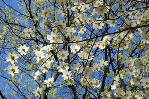 Cornus florida 60-80 cm met kluit