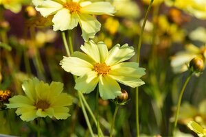 Coreopsis 'Full Moon' geen maat specificatie 0,55L/P9cm