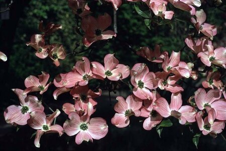 Cornus florida rubra 40-50 cm met kluit - afbeelding 2