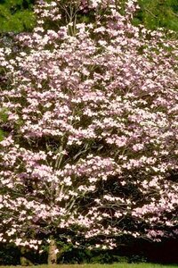 Cornus florida rubra 50-60 cm met kluit