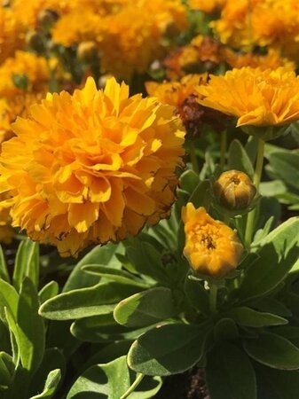 Coreopsis gr. Solanna Golden Sphere geen maat specificatie 0,55L/P9cm - afbeelding 1