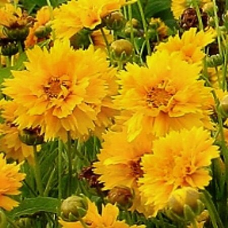 Coreopsis gr. 'Sunray' geen maat specificatie 0,55L/P9cm - afbeelding 2