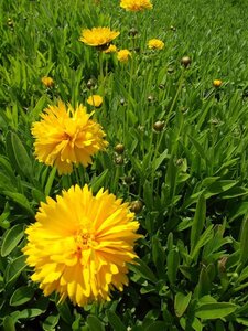 Coreopsis gr. 'Sunray' geen maat specificatie 0,55L/P9cm - afbeelding 3