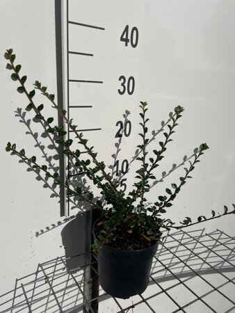 Cotoneaster horizontalis geen maat specificatie cont. 1,3L