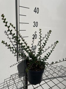 Cotoneaster horizontalis geen maat specificatie cont. 1,3L