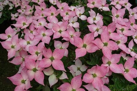 Cornus k. 'Beni-fuji' 100-125 cm met kluit - afbeelding 1